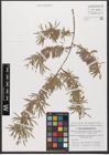 Foto von Salix wilhelmsiana M. Bieb.